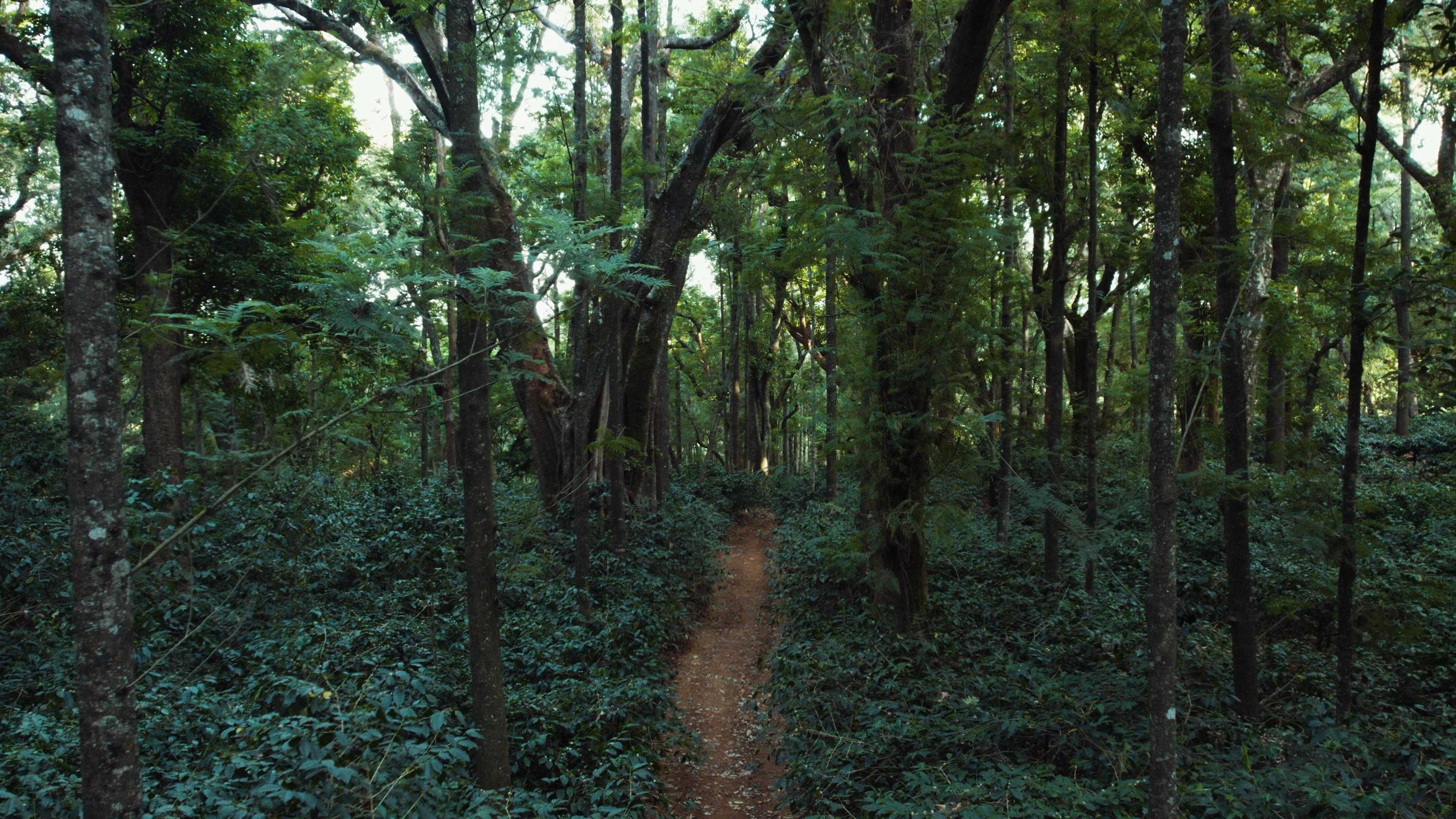 Forest walking trail