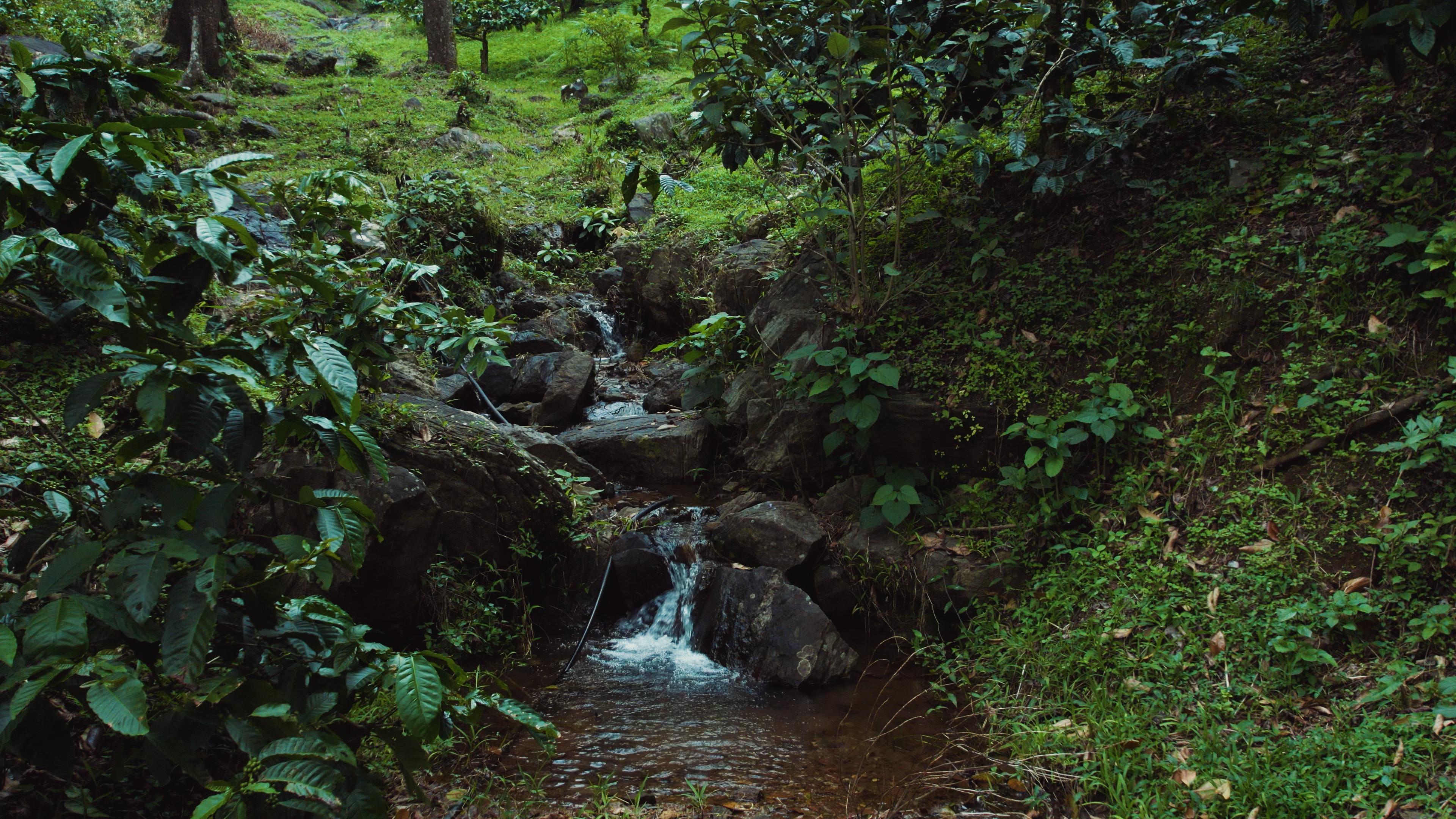 Forest stream