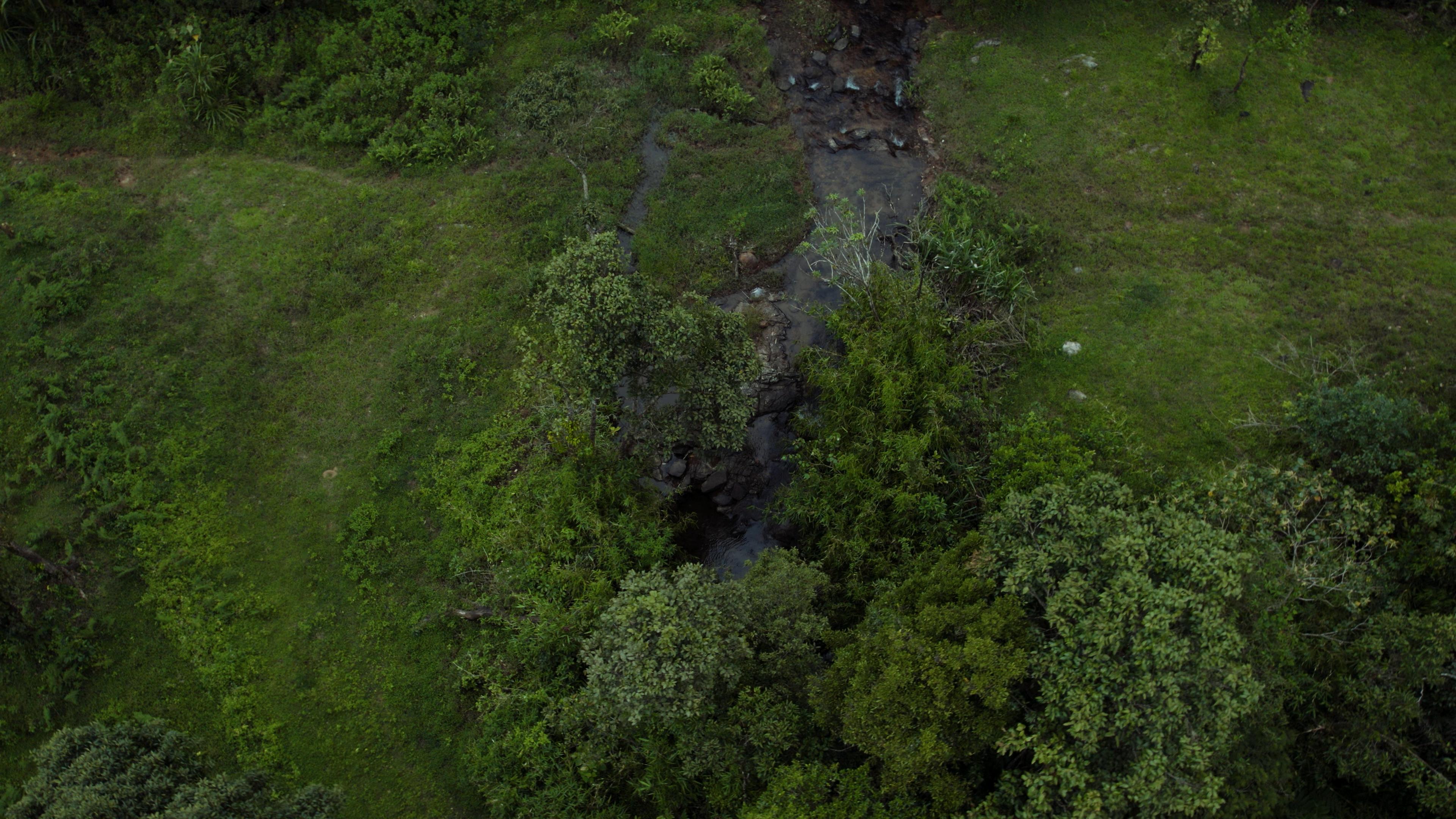 Aerial stream and vegetation