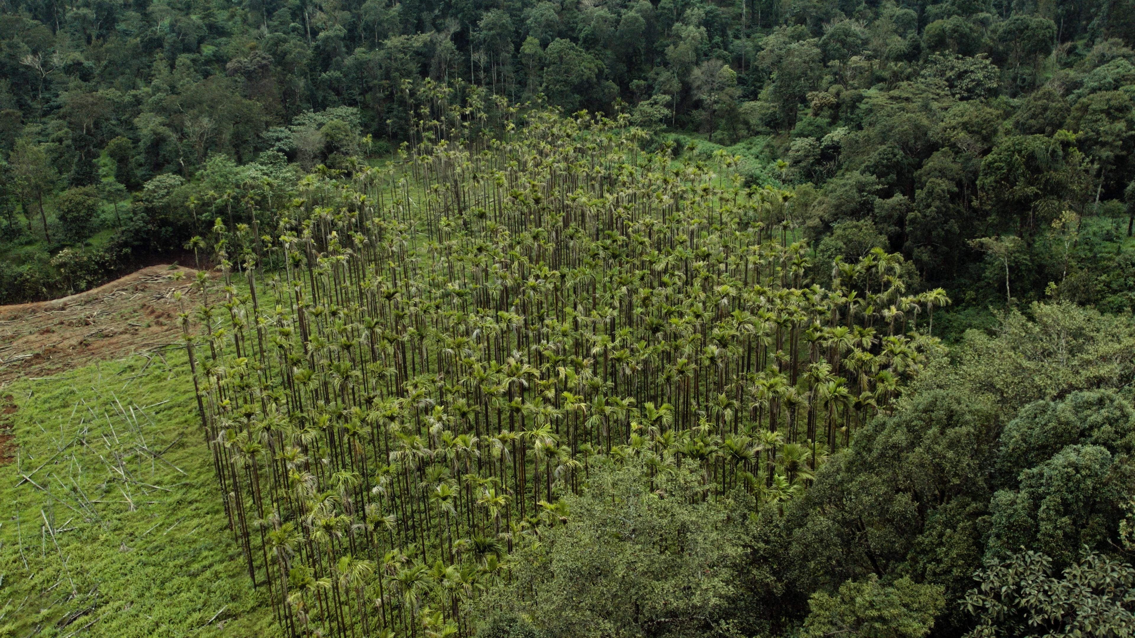 Aerial view of plantation palms and forest